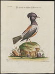 rosy starling (Pastor roseus)