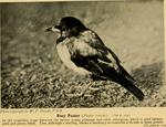 rosy starling (Pastor roseus)