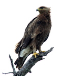 Wahlberg's eagle (Hieraaetus wahlbergi)