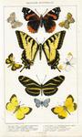 ...gryneus), Zabulon skipper (Poanes zabulon), eastern tiger swallowtail (Papilio glaucus), falcate