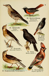 ...los), common blackbird (Turdus merula), fieldfare (Turdus pilaris), Bohemian waxwing (Bombycilla...
