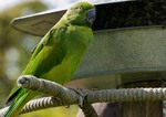 echo parakeet, Mauritius parakeet (Psittacula eques echo)