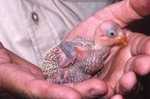 echo parakeet, Mauritius parakeet (Psittacula eques echo) chick