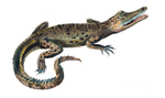 Indo-Pacific crocodile, saltwater crocodile (Crocodylus porosus)