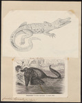 Indo-Pacific crocodile, saltwater crocodile (Crocodylus porosus)