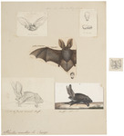 brown long-eared bat, common long-eared bat (Plecotus auritus)