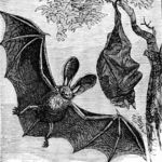 brown long-eared bat, common long-eared bat (Plecotus auritus)