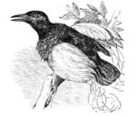 twelve-wired bird-of-paradise (Seleucidis melanoleucus)
