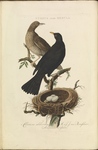 common blackbird, Eurasian blackbird (Turdus merula)