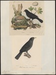 common blackbird, Eurasian blackbird (Turdus merula)