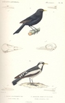 common blackbird (Turdus merula), magpie-lark (Grallina cyanoleuca)
