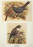 common blackbird (Turdus merula), ring ouzel (Turdus torquatus)