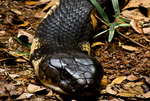 king cobra (Ophiophagus hannah)