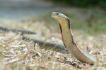 king cobra (Ophiophagus hannah)