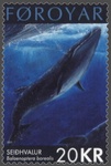 sei whale (Balaenoptera borealis)