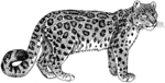 snow leopard, ounce (Panthera uncia syn. Uncia uncia)