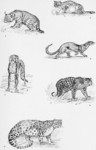 jungle cat (Felis chaus), Southern African wildcat (Felis silvestris cafra), jaguarundi (Puma ya...