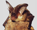 grey long-eared bat (Plecotus austriacus)