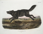 Florida black wolf (Canis rufus floridanus)