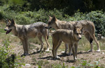 tundra wolf (Canis lupus albus)