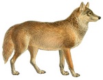 Tibetan wolf, woolly wolf (Canis lupus chanco)