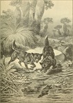 dingo (Canis lupus dingo) - dingoes hunting duckbills - platypus (Ornithorhynchus anatinus)