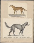 dingo (Canis lupus dingo)