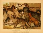 dingo (Canis lupus dingo), dhole (Cuon alpinus)