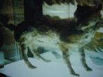 Hokkaido wolf (Canis lupus hattai)