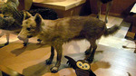 Japanese wolf (Canis lupus hodophilax)