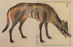 Japanese wolf (Canis lupus hodophilax)