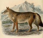 Eurasian wolf (Canis lupus lupus)