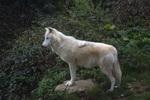 Mackenzie River wolf (Canis lupus mackenzii)