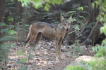 Indian wolf (Canis lupus pallipes)