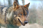 Iberian wolf (Canis lupus signatus)