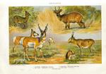 ...laphus scriptus), pronghorn antelope (Antilocapra americana), saiga antelope (Saiga tatarica)