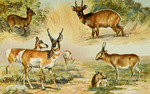 common duiker (Sylvicapra grimmia), kéwel (Tragelaphus scriptus), pronghorn antelope (Antilocapr...