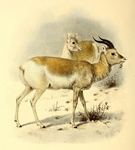 Mongolian gazelle, dzeren (Procapra gutturosa)