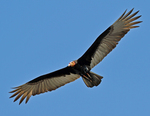 lesser yellow-headed vulture, savannah vulture (Cathartes burrovianus)