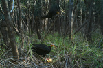 greater yellow-headed vulture, forest vulture (Cathartes melambrotus)