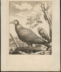 turkey vulture, turkey buzzard (Cathartes aura)