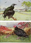 American black vulture (Coragyps atratus), turkey vulture (Cathartes aura)