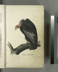 turkey vulture, turkey buzzard (Cathartes aura)
