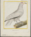 Egyptian vulture (Neophron percnopterus)