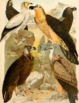 ...griffon vulture (Gyps fulvus), cinereous vulture (Aegypius monachus), bearded vulture (Gypaetus 