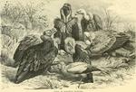 cinereous vulture (Aegypius monachus), Egyptian vulture (Neophron percnopterus), griffon vulture...