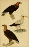 golden eagle (Aquila chrysaetos), Egyptian vulture (Neophron percnopterus), bearded vulture (Gyp...