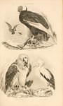 Andean condor (Vultur gryphus), bearded vulture (Gypaetus barbatus), Egyptian vulture (Neophron ...