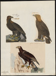 golden eagle (Aquila chrysaetos)