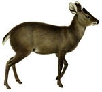 tufted deer (Elaphodus cephalophus)
